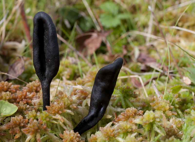 Trichoglossum hirsutum